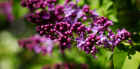 Nature floral background. Lilac buds close-up. Branch of purple lilac on a background of green leaves. Blooming lilac. Lilac Poltava