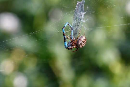 Araña alimentándose de una libélula atrapada en la tela.
