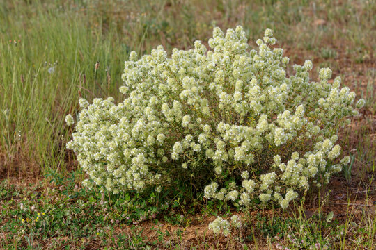 Thymus mastichina. Planta en flor de tomillo blanco.