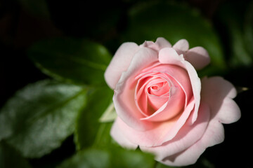 Rose in natural light