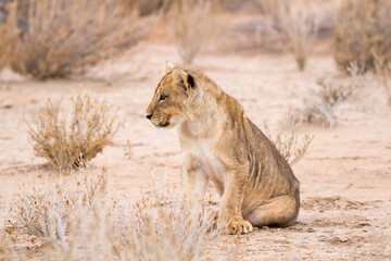 Lion cub in the Kgalagadi Park, Kalahari Desert, South 
Africa