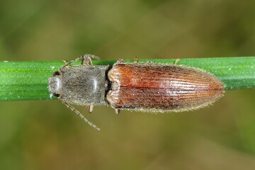 Athous is a click beetle a species of beetle from the family of Elateridae. It is commonly known as the lined click beetle. It larvae are important pest in soil of many crops.