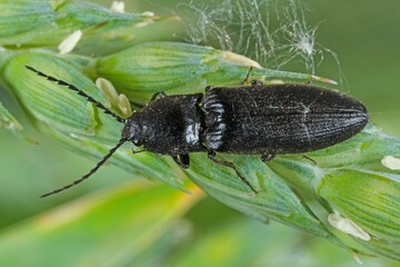 Hemicrepidius niger is a click beetle a species of beetle from the family of Elateridae. It is commonly known as the lined click beetle. It larvae are important pest in soil of many crops.