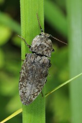 Agrypnus murinus is a click beetle a species of beetle from the family of Elateridae. It is commonly known as the lined click beetle. It larvae are important pest in soil of many crops.