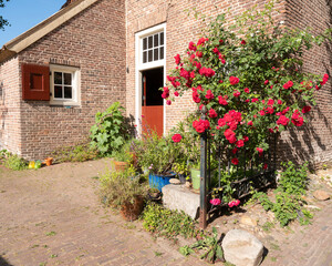 red roses against very old farmhouse in old town of bronkhorst in the netherlands