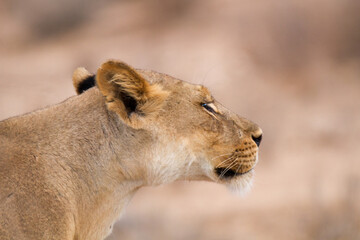 Portrait of a lioness