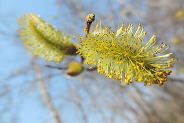   Fluffy willow begins to bloom, yellow stamens, the pollen thin the branches of the forest landscape , selective focus