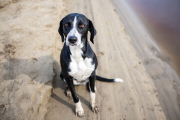 Dog breed pointer, sitting on the sandy Bank of the river and looks at the camera