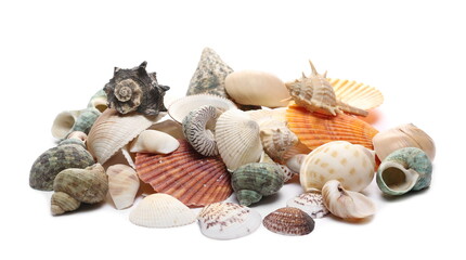 Decorative sea shells, clams isolated on white background