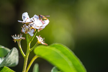 pear tree branch with flowers