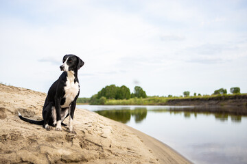 Black and white dog breed pointer. The dog sits on the sandy Bank of the river and looks away.