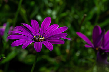 Wild purple flowers