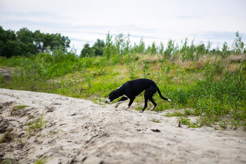 Hunting dog of black and white color. Pointer breed. The dog runs and sniffs the trail in search of prey.