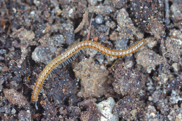 Blaniulus guttulatus, commonly known as the spotted snake millipede is a species of millipede in the family Blaniulidae. This worm living in the soil. Destroys seeds and young plants of many species.