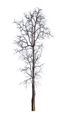 Old dead trees that do not have separate black-brown leaves on a white background..