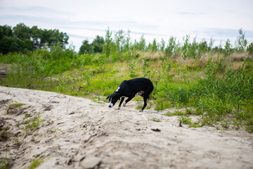 Hunting dog of black and white color. Pointer breed. The dog runs and sniffs the trail in search of prey.