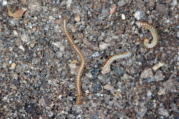 Blaniulus guttulatus, commonly known as the spotted snake millipede is a species of millipede in the family Blaniulidae. This worm living in the soil. Destroys seeds and young plants of many species.
