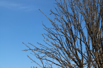 A close up of thorny branches of old wild pear (Pyrus communis) against the blue sky, copy space for text. Branches of tree are looks like a giant barbed wire