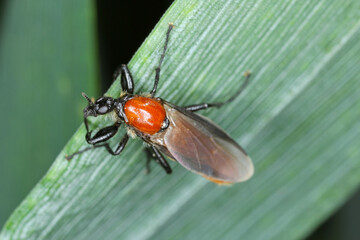 Bibio hortulanus is a fly from the family Bibionidae called March flies and lovebugs. Larvae of this insects live in soil and damaged plant roots.