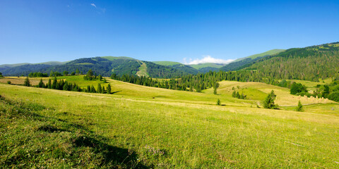 Fototapeta premium countryside landscape in summer time. trees on the fields and hills covered in green grass rolling through scenery in morning light. mountain ridge in the distance