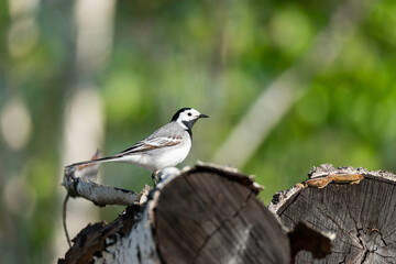 White wagtail (Motacilla alba)