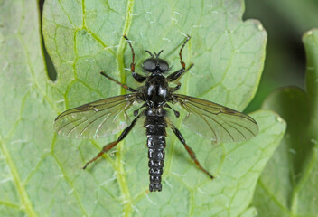 Bibio marci is a fly from the family Bibionidae called March flies and lovebugs. Larvae of this insects live in soil and damaged plant roots.