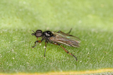 Bibio pomonae is a fly from the family Bibionidae called March flies and lovebugs. Larvae of this insects live in soil and damaged plant roots.