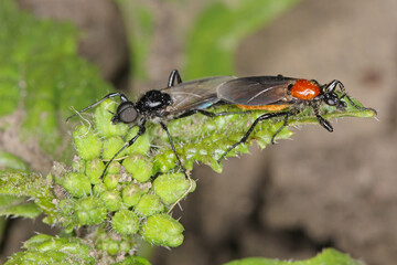 Bibio hortulanus is a fly from the family Bibionidae called March flies and lovebugs. Larvae of this insects live in soil and damaged plant roots.