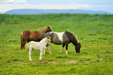 three horses at the meadow