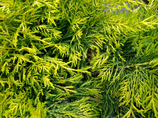 Juniperus x pfitzeriana 'Old Gold'