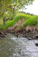 A shallow forest river with a wild view. Forest small river wild landscape. Wild river stream...