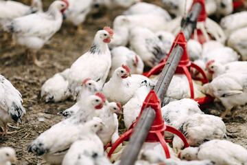 A lot of Adler silver breed chicken at a modern poultry farm.