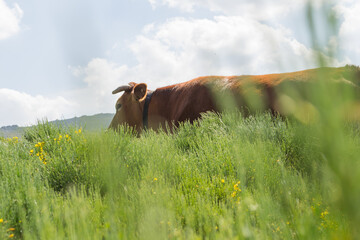 a cow among bushes