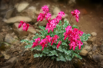 Beautiful bleeding heart flower (Dicentra peregrina). Tundra plants. Wild flowers of the Arctic. The nature of Chukotka. Siberia, Far East of Russia.