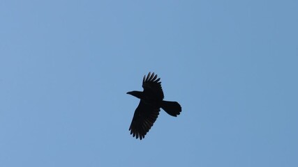 black raven flies through the blue sky slow motion