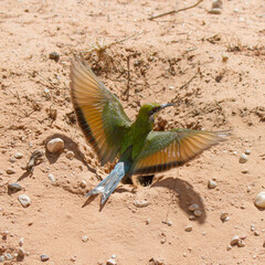 Swallow-tailed Bee-eater at its burrow nest to feed its young, Kalahari desert