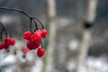 Red berries of viburnum in frost on a branch on a blurred background. Viburnum berries in the winter. A bunch of berries hanging on a branch, close-up.