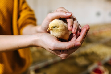 Human holding a little chicken in hands, at a poultry farm. © Bostan Natalia