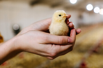 Human holding a little chicken in hands, at a poultry farm.
