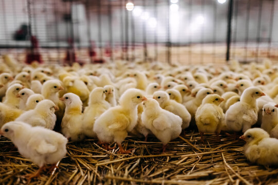 Little chickens at a poultry farm.