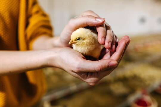 Human holding a little chicken in hands, at a poultry farm.