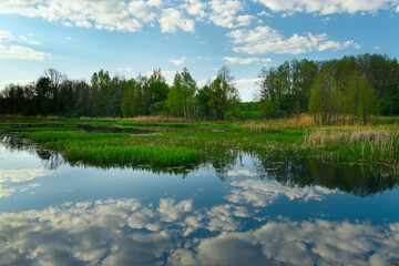 Fototapeta premium Spring or summer day on the lake and swamps in the forest. Wonderful wildlife landscape.