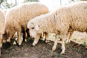 White sheep on farm, eating grass.