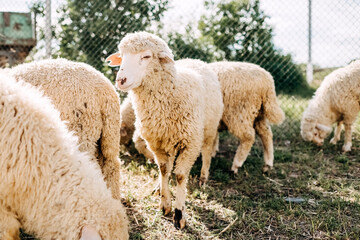 Fototapeta premium White sheep on farm, smiling.