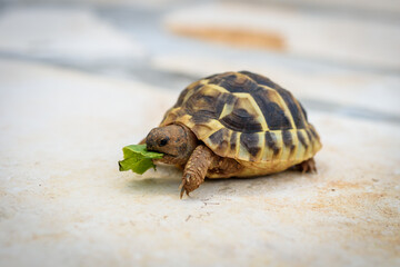 Pet turtle eating lettuce salad on stone paved terrace.