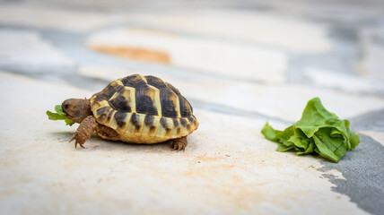 Pet turtle eating lettuce salad on stone paved terrace.