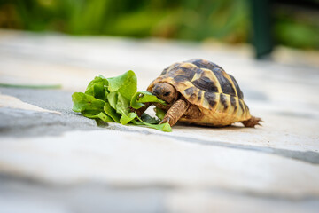 Pet turtle eating lettuce salad on stone paved terrace.