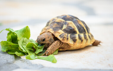 Pet turtle eating lettuce salad on stone paved terrace.