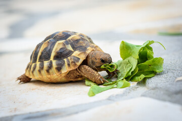 Pet turtle eating lettuce salad on stone paved terrace. - obrazy, fototapety, plakaty