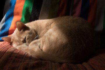 red foster cat portrait
